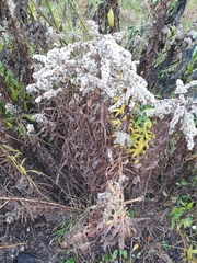 Solidago gigantea