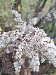 Solidago gigantea