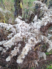 Solidago gigantea