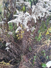 Solidago gigantea