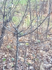 Parus major