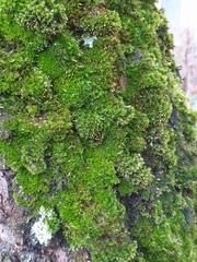 Ulota crispa