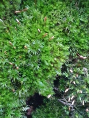 Ulota crispa