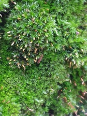 Ulota crispa