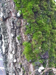 Ulota crispa