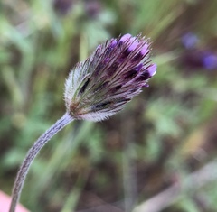 Trifolium albopurpureum