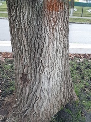 Quercus robur