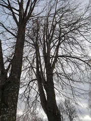 Quercus robur
