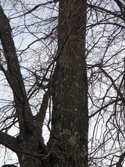Quercus robur