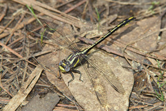 Phanogomphus oklahomensis