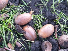 Quercus robur