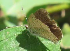 Zizeeria knysna knysna