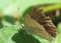 Zizeeria knysna knysna
