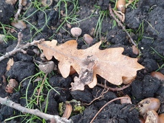 Quercus robur