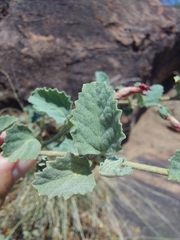 Hibiscus waterbergensis