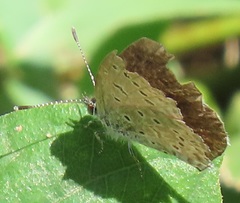Zizeeria knysna knysna