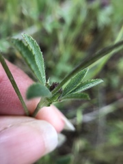 Trifolium albopurpureum