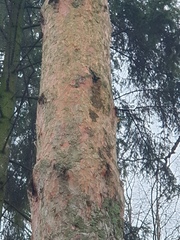Pinus sylvestris