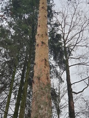 Pinus sylvestris