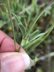 Trifolium albopurpureum