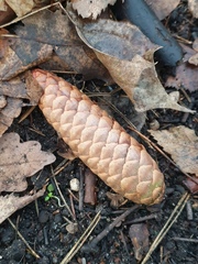 Picea abies