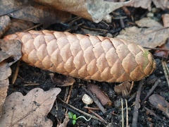 Picea abies