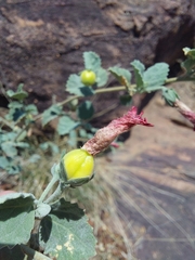 Hibiscus waterbergensis