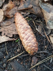 Picea abies
