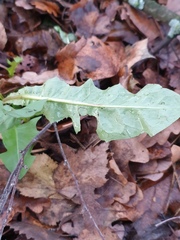 Taraxacum officinale