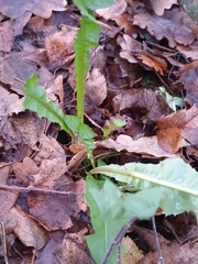 Taraxacum officinale