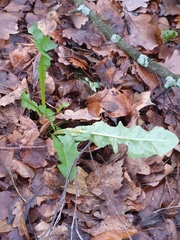 Taraxacum officinale