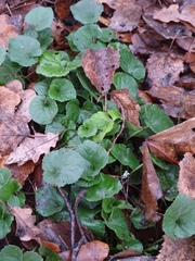 Viola odorata