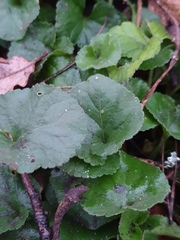 Viola odorata