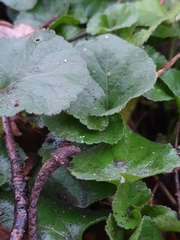 Viola odorata