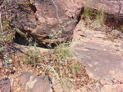 Hibiscus waterbergensis