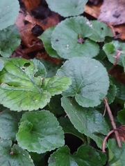 Viola odorata
