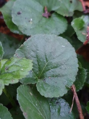 Viola odorata