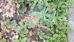 Capsella bursa-pastoris