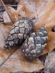 Pinus sylvestris