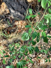 Adenia glauca