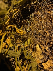 Tegenaria lapicidinarum