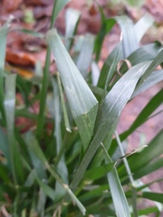 Lolium giganteum