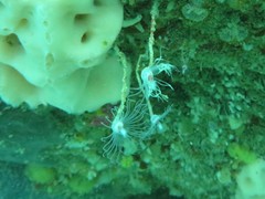 Ectopleura