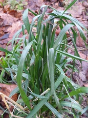 Lolium giganteum