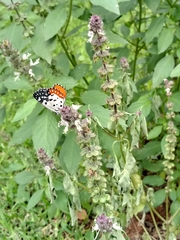 Talicada nyseus nyseus