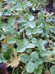 Trifolium repens