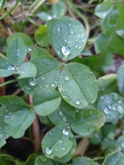 Trifolium repens