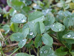 Trifolium repens
