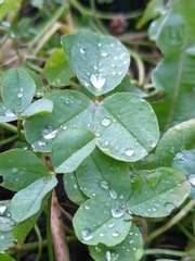 Trifolium repens