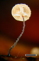 Cryptomarasmius rhopalostylidis